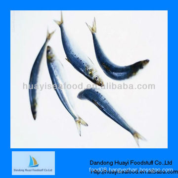 High quality frozen sardine whole round